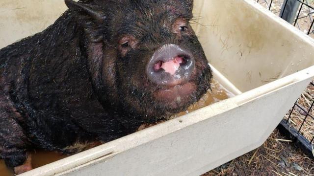Chatham County auctioning off potbelly pig who will "make a great pet" 