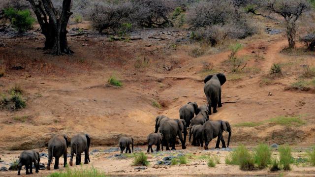 More than 360 elephants die from mysterious causes in Botswana