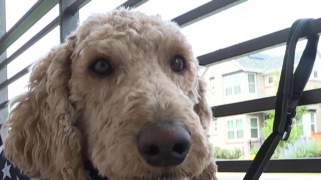 Dog helps find his owner a kidney