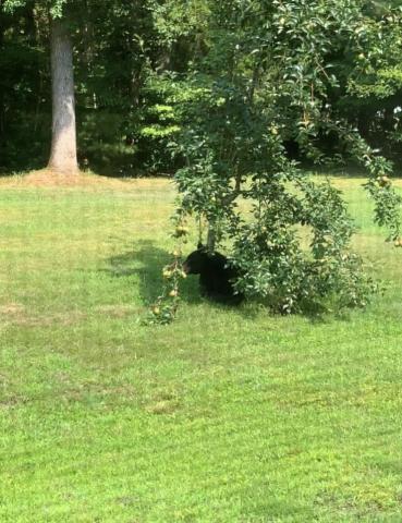 Bear hanging out under pear tree in North Durham 