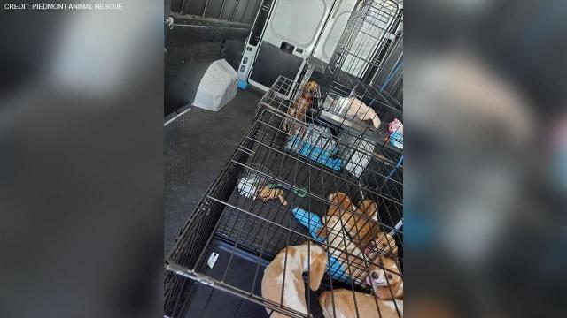 Dozens of beagles rescued from Mooresville home