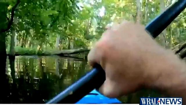Raw video: Gator knocks over kayaker (Source: Peter Joyce)