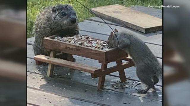 Breakfast buddies: Squirrel & groundhog share morning meals