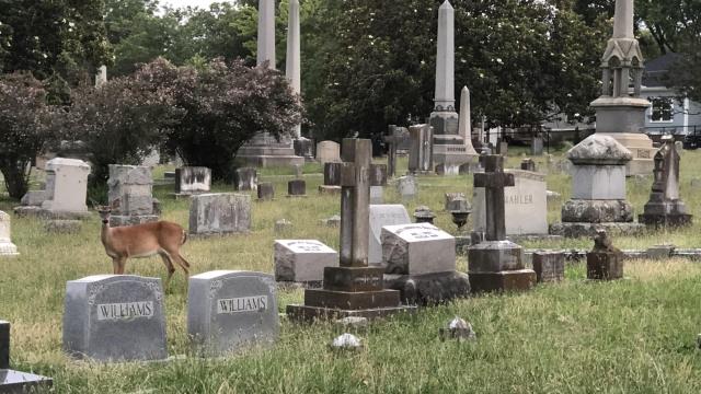 Deer in Oakwood Cemetery