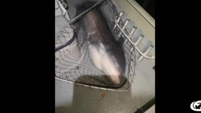 Potential NC record blue catfish makes for volunteer fire department donation