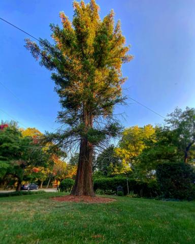 Redwood tree in downtown Raleigh