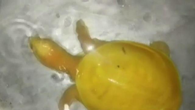 Rare yellow turtle rescued