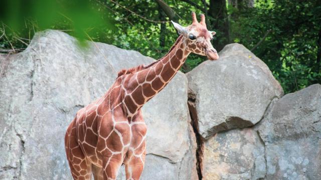 Amelia, a giraffe at the N.C. Zoo
