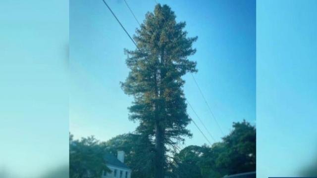 Where's the coolest, tallest, oldest tree in Raleigh? 