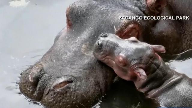 Rare Nile hippo born in zoo in Mexico
