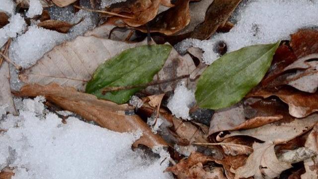Cranefly Orchid leaves in snow (Photo by Tom Earnhardt)