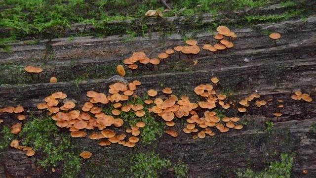 Fungi (Photo by Tom Earnhardt)