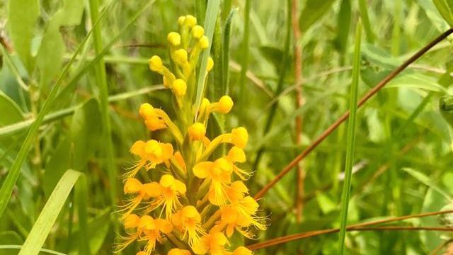 Yellow-Fringed Orchid (Photo by Tom Earnhardt)