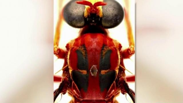 Scientists name fly species after superheroes
