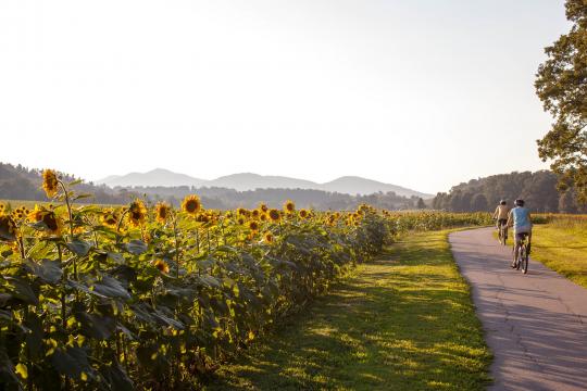 The sunflowers have begun to bloom at Biltmore Estates. 