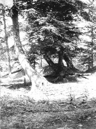 Trees leaning from the earthquake in New Madrid in 1811-12. Image courtesy of the USGS