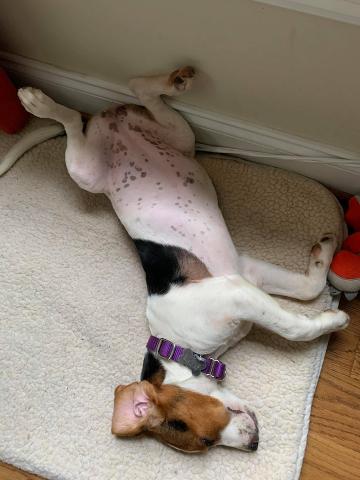 Rescued puppy makes herself comfortable in a cozy new home - much better than a drainpipe! (Image courtesy of Second Chance Pet Adoptions)