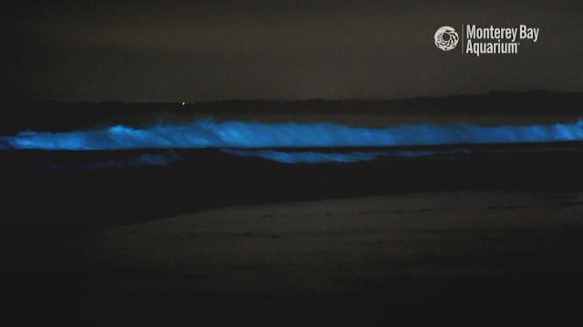 Aquarium records glowing waves on California coast