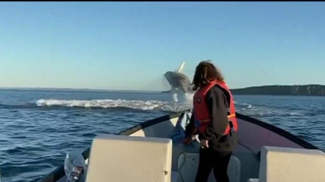 Humpback whale sighting surprises Canadian family during video