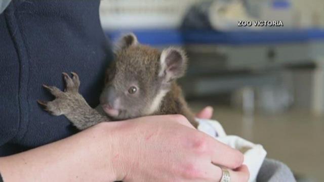 Koala Joey's life was saved by an Australian zoo 