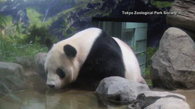 Tokyo zoo unveiled new enclosure for giant pandas today