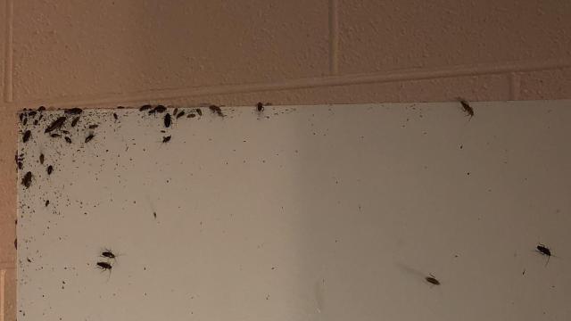 Roaches crawling up the wall. Robinson said roaches infest the closets, dressers, furniture and every room. 