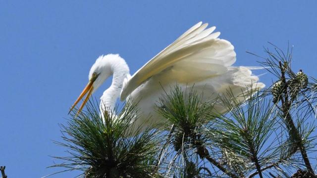 Great Egret (Photo by Tom Earnhardt)