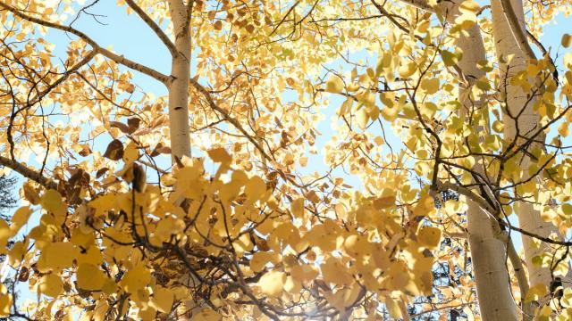 Trees are losing their leaves earlier because of climate change
