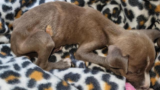 2-pound, malnourished puppy dropped off at Raleigh shelter