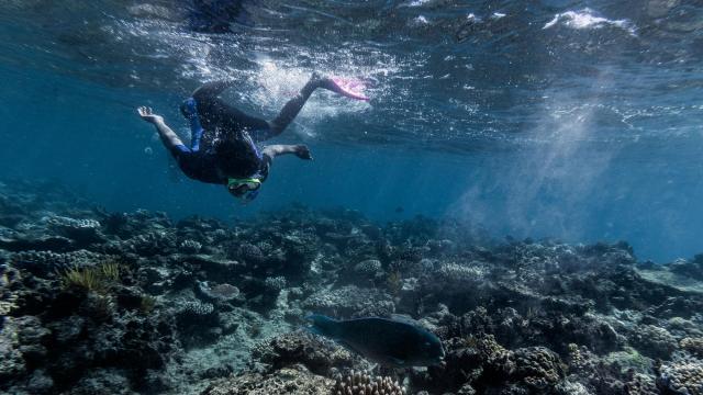 Scientists: Half of Great Barrier Reef has been killed due to global warming