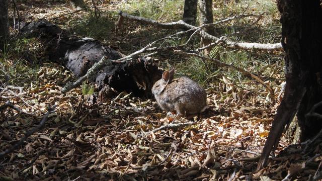 NC wildlife officials tracking lethal disease in domestic, wild rabbits