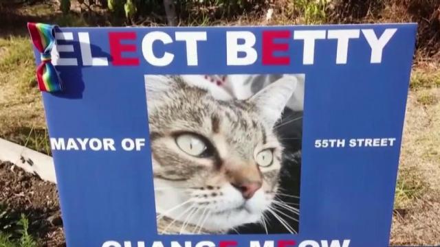 One California community's election has gone to the dogs (and cats)