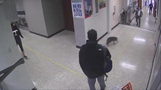 Caught on camera: Raccoon runs amok