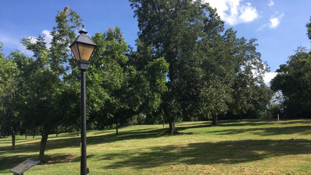 Historic Oak View County Park is open for pecan picking