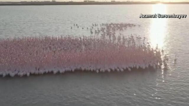 Flamingos begin migrating south 