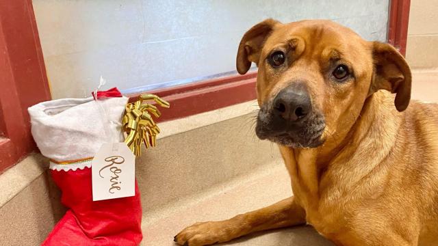 12 dogs at the SPCA of Wake County need homes for the holidays