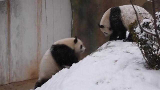 Too cute: Pandas play in the snow 
