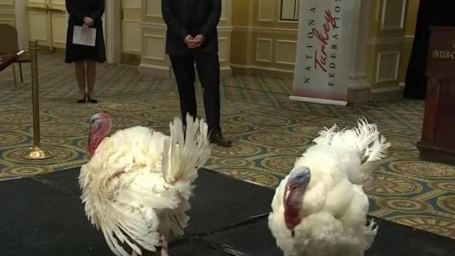 Meet Corn and Cob: The two turkeys that will be pardoned this year 