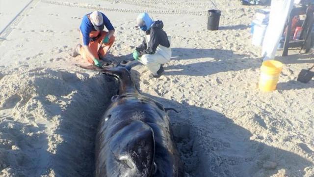 NOAA: Newborn whale calf washes ashore along Cape Lookout