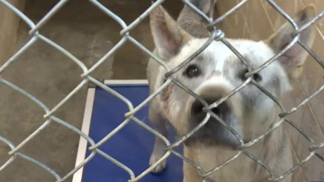 Urgent need: Edgecombe animal shelter asks for donations, adoptions