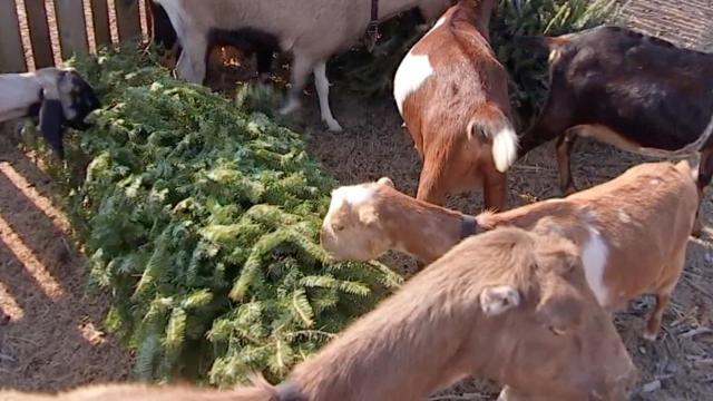 Old Christmas trees turn into goat buffet 