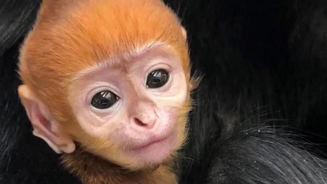 Adorable: Endangered monkey born at Philadelphia Zoo 