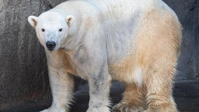 Payton, the polar bear, at the N.C. Zoo