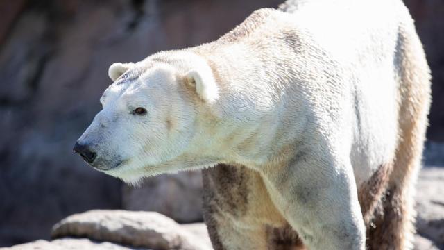 N.C. Zoo hopes for love connection as it introduces new male polar bear