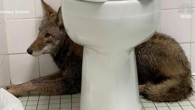 Coyote captured in elementary school bathroom