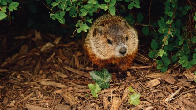 Here's how to find out what the Triangle's groundhogs, Sir Walter Wally and Snerd, have to say about spring