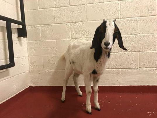 Nonprofit, volunteers, NCSU vet school save goat left for dead