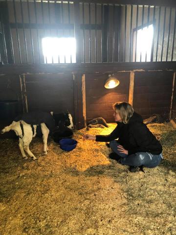 After being abandoned for at least 5 days without food or water, Claire the goat is recovering thanks to Blind Spot Animal Sanctuary and the NC State Vet school.