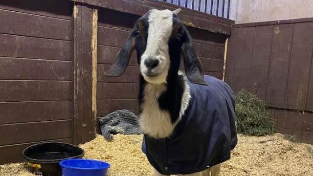 Goat making remarkable recovery after being abandoned