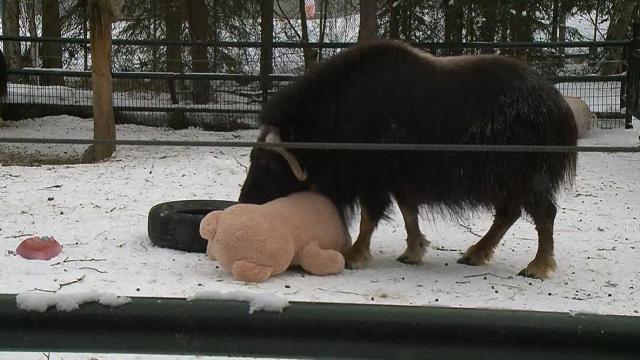 Zoo animals receive special Valentine's Day gifts 